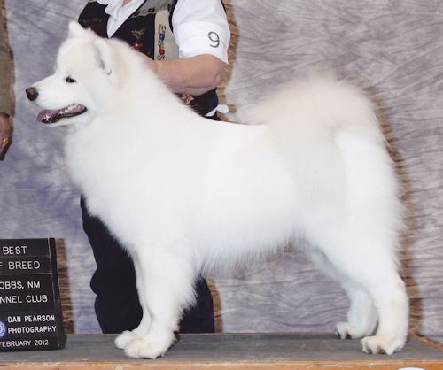 Wintersong's Genuine Swiss Movement | Samoyed 