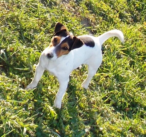 ROYAL CAIRIMPI'S PRETTY PRINCES DI SAN RUFFINO | Jack Russell Terrier 