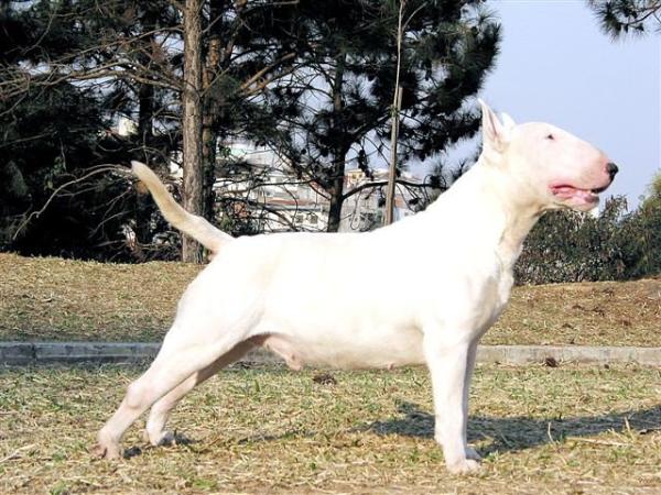 Manuel Maria de Bellos Ventos | Bull Terrier 