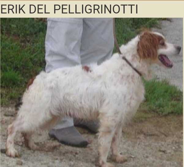 ERIK del Pellegrinotti | Brittany 