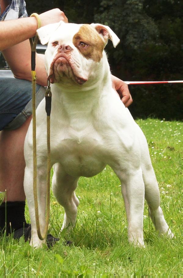 Bulletbulls Trigger | American Bulldog 