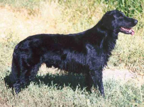 Twinoaks Belstar Firecracker | Flat-Coated Retriever 