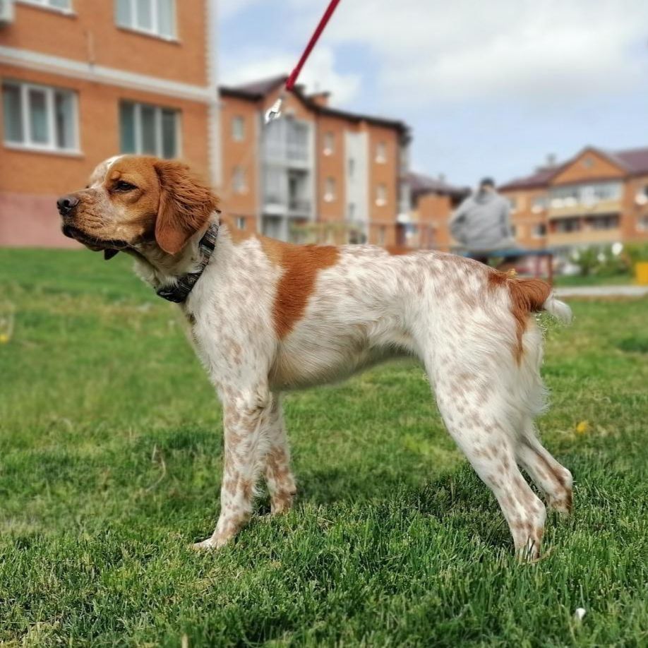 Higashi Hanta AFINA | Brittany 