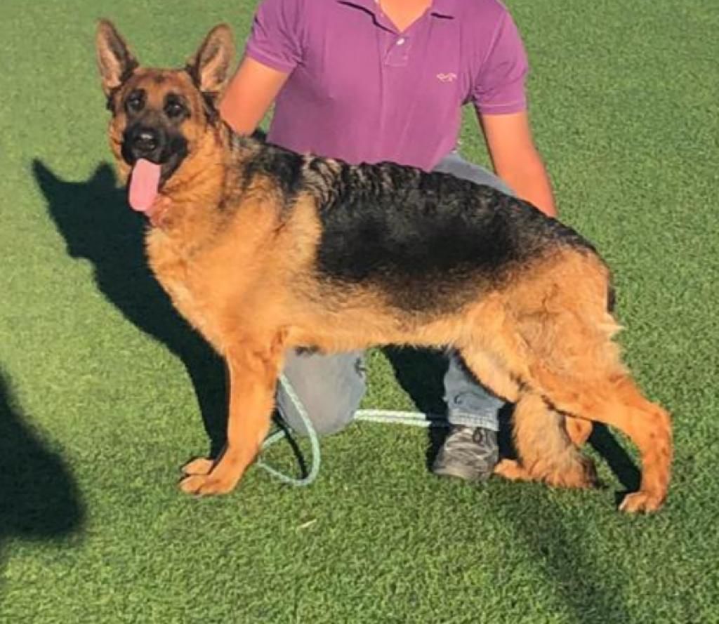 Paly von Arango | German Shepherd Dog 