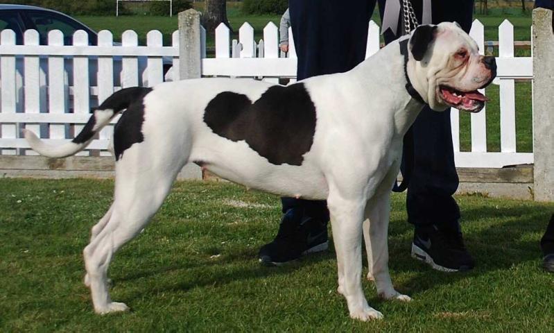 Necks Miss Sway | Alapaha Blue Blood Bulldog 