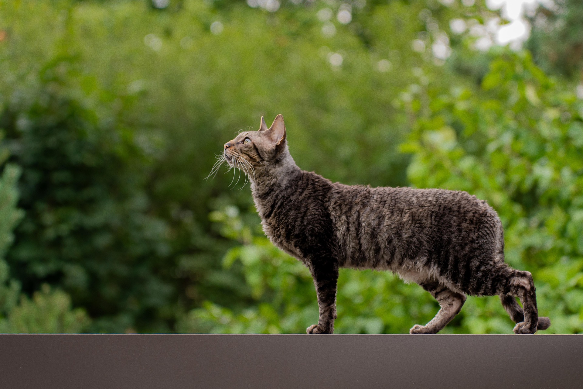Outdoor cat looking at the sky