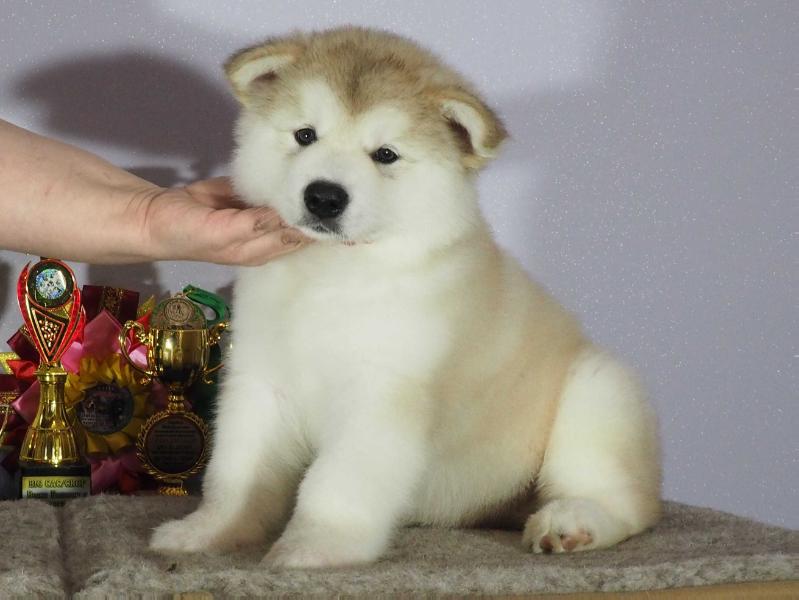 CEIDOR BELOGORIE | Alaskan Malamute 