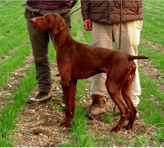 Dux (Pablo x Bianca) | German Shorthaired Pointer 