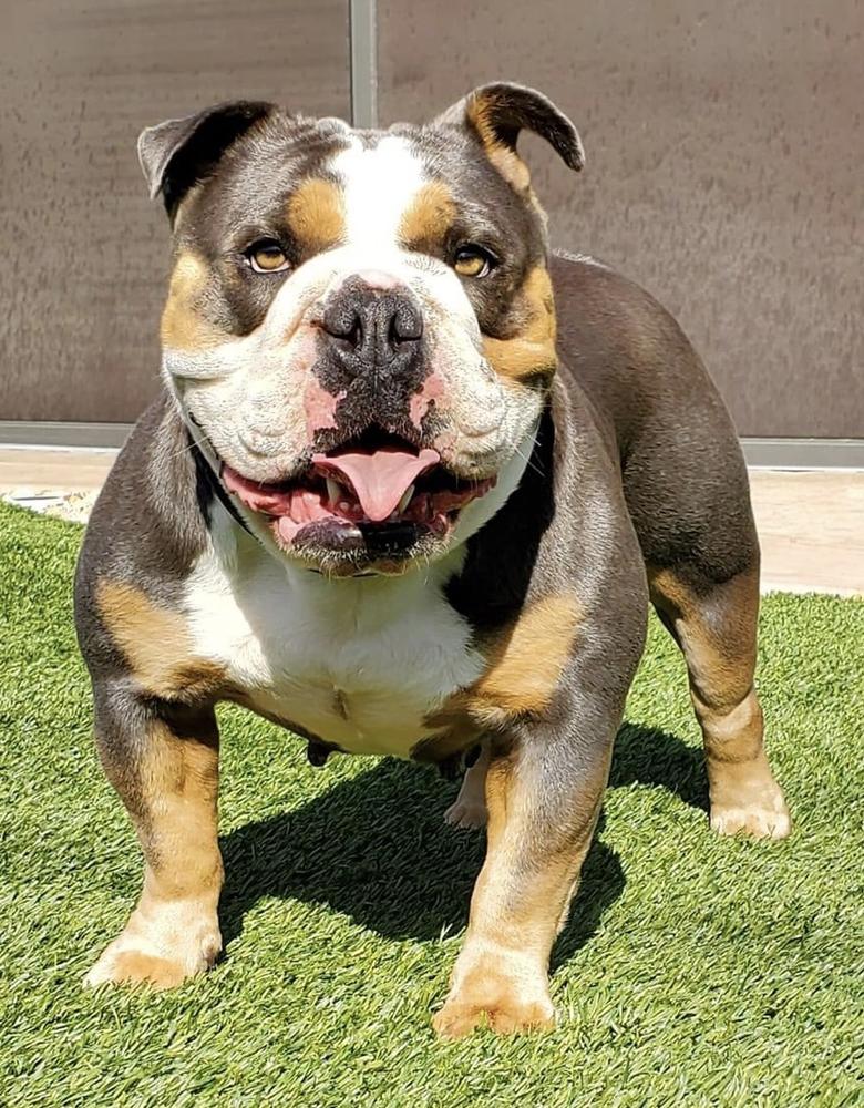 Poppa’s Venus | Olde English Bulldogge 