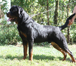 Kent Lions of Pliva | Rottweiler 