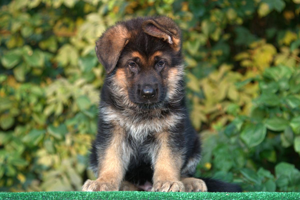 BUFFALO VOM MAIR HOF | German Shepherd Dog 