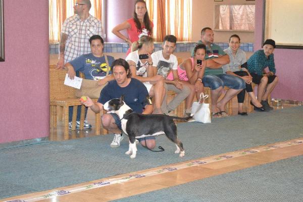 kenperla elisabeth "son" of the queen | Bull Terrier 