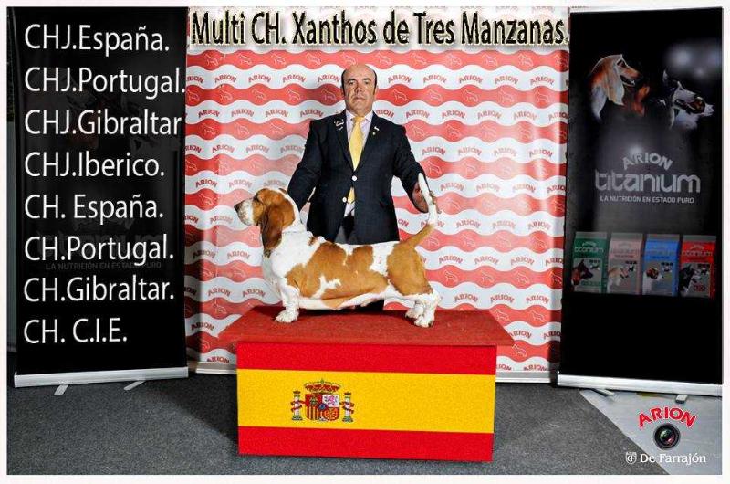 Xanthos de Tres Manzanas | Basset Hound 