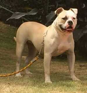 Agatha Selection of Bulls | American Bulldog 