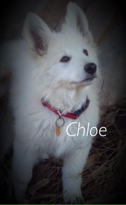 Kingdom of Angels Chloe | White Swiss Shepherd Dog 