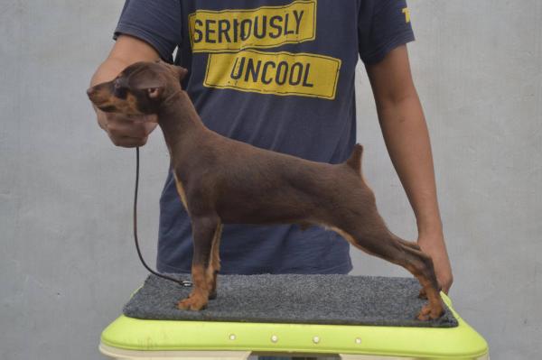 RED ROSE's LUCKY LAD | Miniature Pinscher 