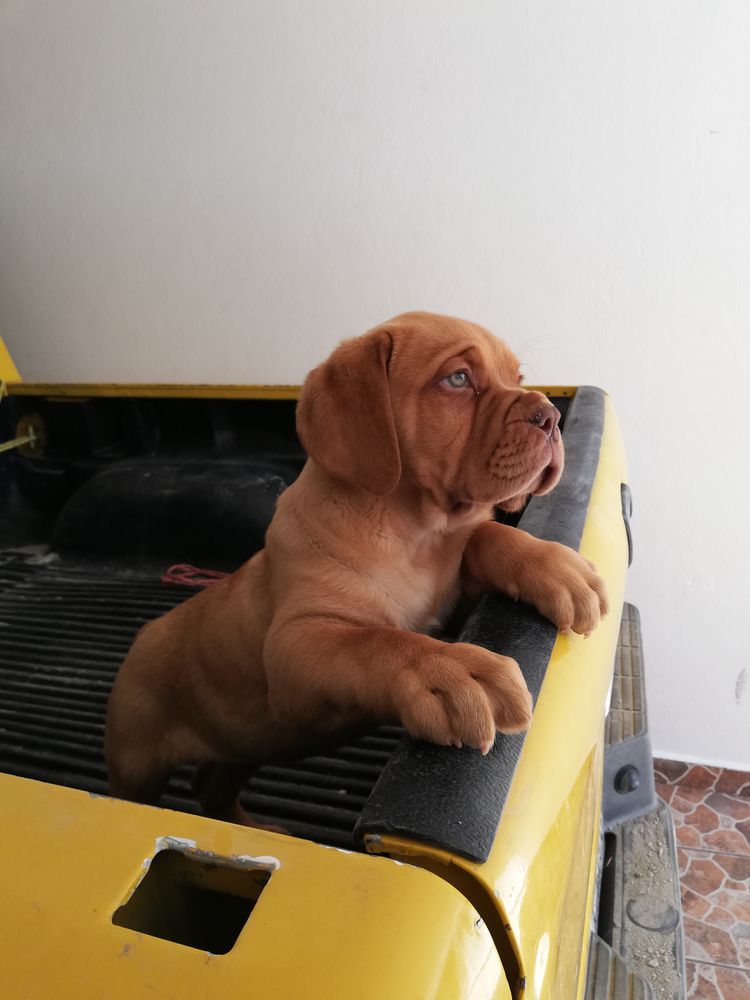 Chispa | Dogue de Bordeaux 