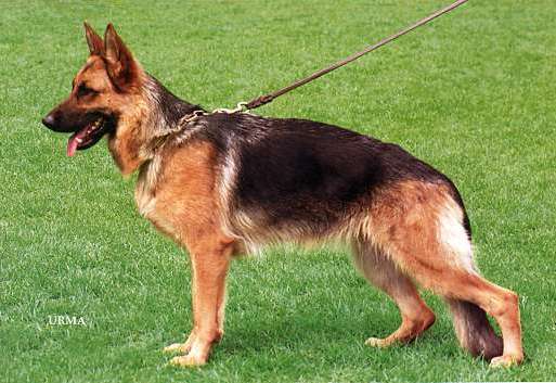 Nova von der Wienerau | German Shepherd Dog 