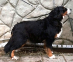 Chernyi Prints Brenda | Bernese Mountain Dog 