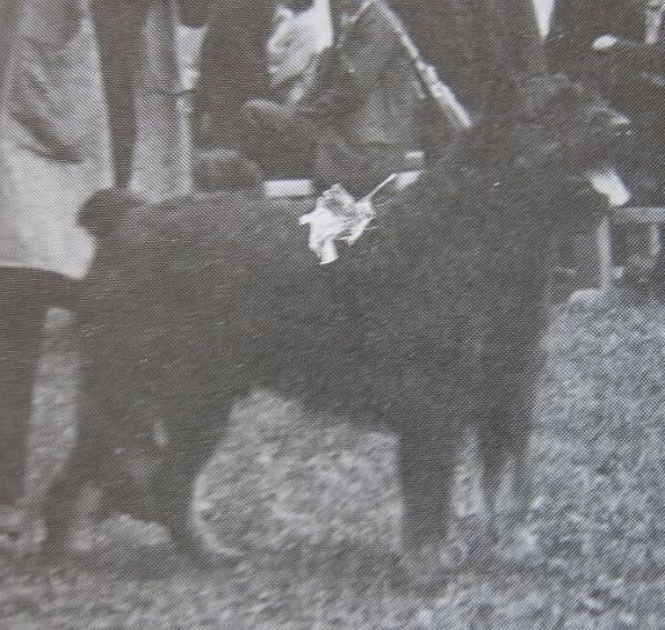 Boltom | Bouvier des Flandres 