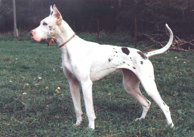 Quasi vom Kaleidoskop | Great Dane 