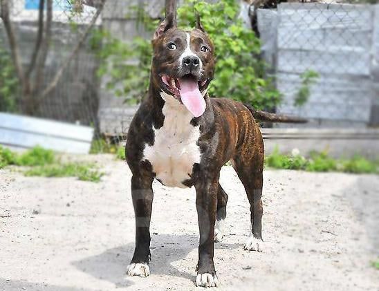 TOIR-PRESTIZH FLOWER | American Staffordshire Terrier 