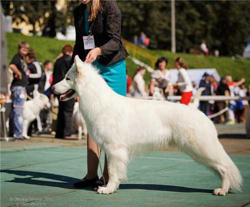 LAUT AUS OTTOHOF | White Swiss Shepherd Dog 