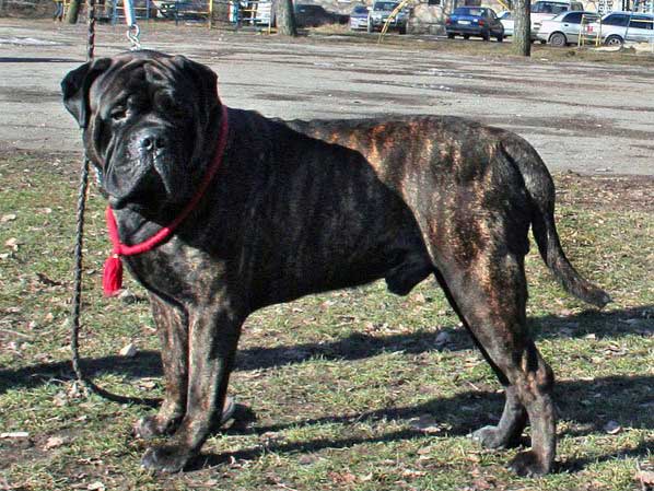 Mefisto Bulldogerr | Bullmastiff 