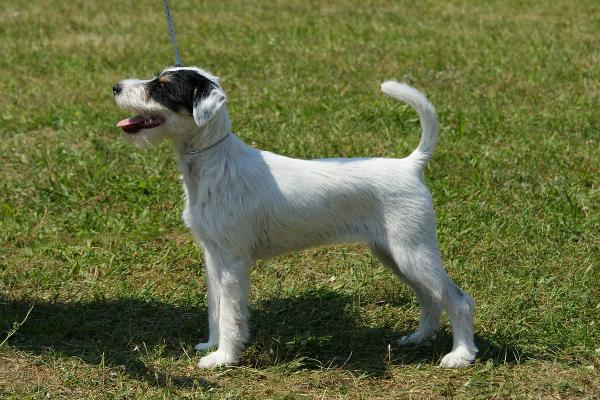 SIMBA EQUUS Mysia Zaglada FCI | Parson Russell Terrier 