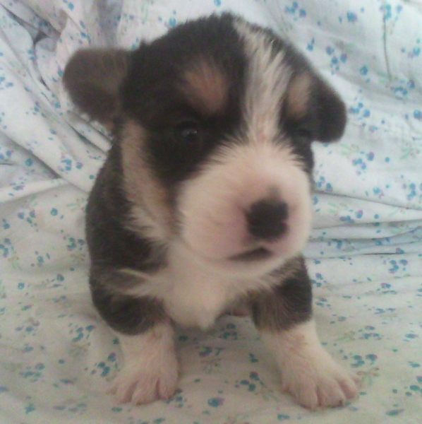 Beautiful Boy For the Soul | Cardigan Welsh Corgi 