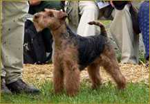 Matranensis Eager Beaver | Welsh Terrier 