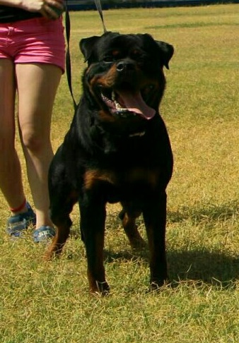 Quax de breogan | Rottweiler 