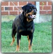 Taras od Dragicevica | Rottweiler 