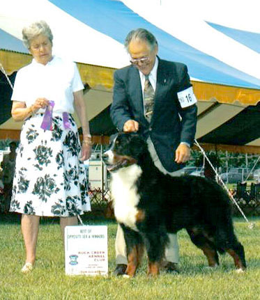 Alpenspirit's Dark Angel | Bernese Mountain Dog 