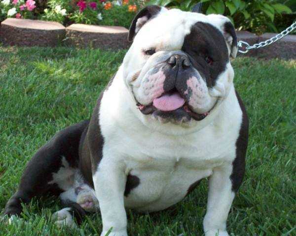 SS's Carter's Popeye | Olde English Bulldogge 