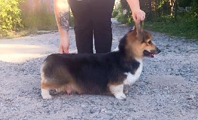 Vremena Goda Madam Cozanostra (N/B) | Pembroke Welsh Corgi 