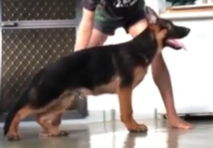 BOGART VOM SIR JM TIO U.S.A. | German Shepherd Dog 