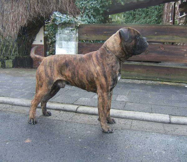 Digger del Paese | Bullmastiff 