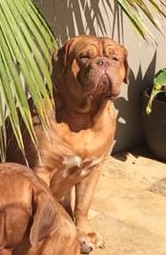 Taureauxroug Kristys Lil Lady | Dogue de Bordeaux 