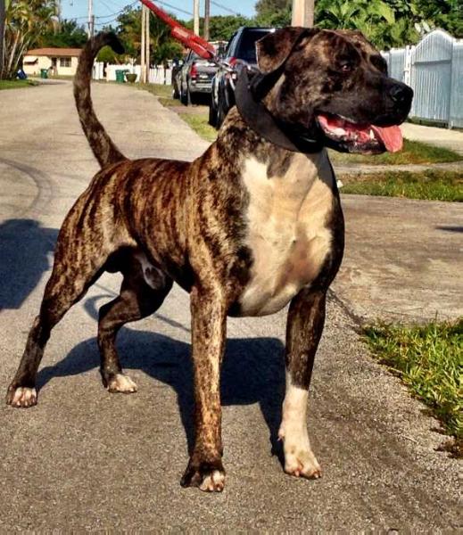 Leatherneck's Camo of Nobilis | American Bulldog 