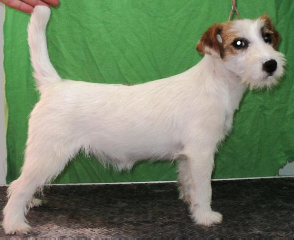 ROYAL DI SAN RUFFINO JACK AMERICAN BEAUTY | Jack Russell Terrier 