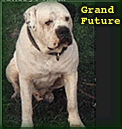 Jasken Brave Buch | American Bulldog 