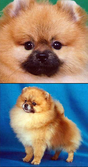 Canton Copycat | Pomeranian 