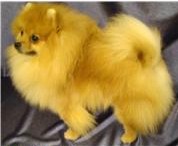 Sangriel Iz Kaskada Grez | Pomeranian 