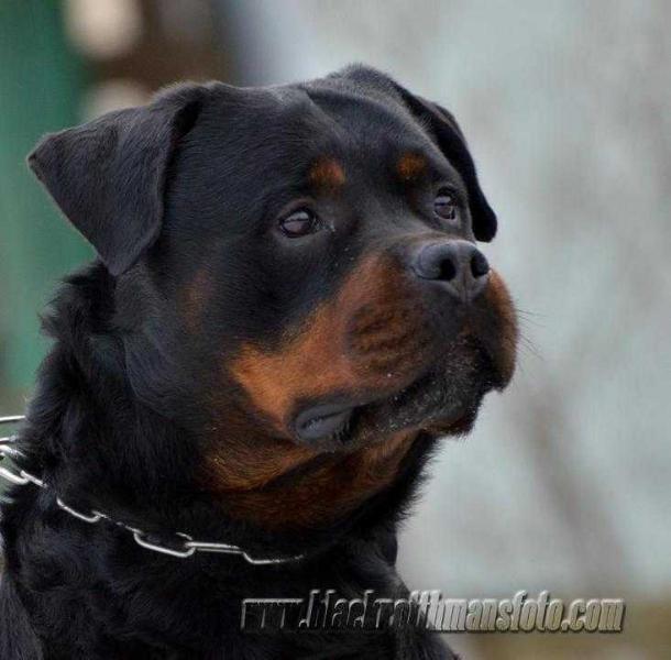 Karo von der Crossener Ranch | Rottweiler 