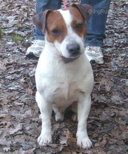 Indicatore Tabarrino Dandy | Jack Russell Terrier 