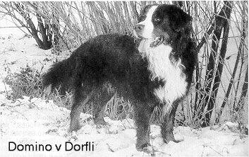 Domino v. Dorfli | Bernese Mountain Dog 