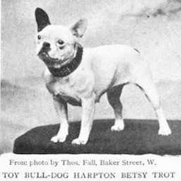 Harpton Betsy Trot | French Bulldog 