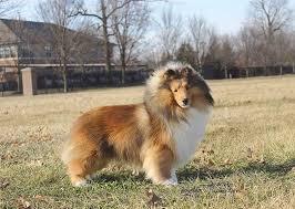 Chisterling Lochlyn Last Call | Shetland Sheepdog 