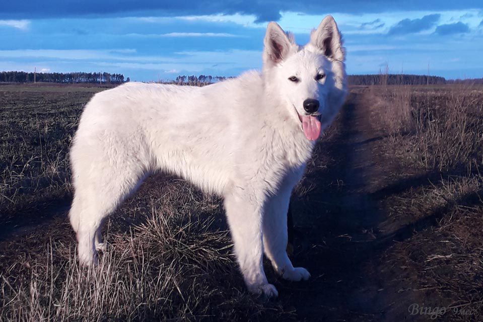 BINGO STAR BASAN HOUSE | White Swiss Shepherd Dog 